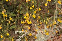 Hermannia althaeoides