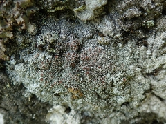 Lecanora pseudistera