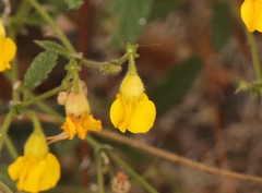 Hermannia althaeoides
