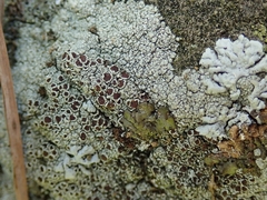 Lecanora pseudistera