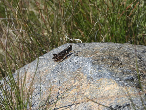 Bruner's Spur-throat Grasshopper photo 3