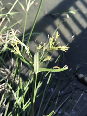 Cyperus malaccensis malaccensis