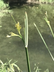 Cyperus malaccensis malaccensis