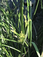Cyperus malaccensis malaccensis