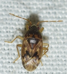 Stygnocoris mandibularis