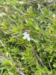 Prostanthera saxicola montana