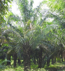 Elaeis guineensis