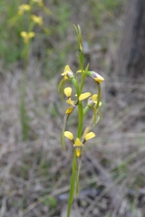 Diuris tricolor