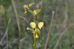 Diuris tricolor