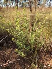 Dodonaea boroniifolia