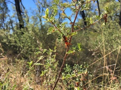 Dodonaea boroniifolia