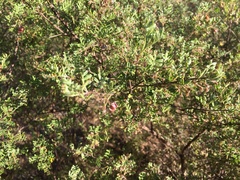 Dodonaea boroniifolia