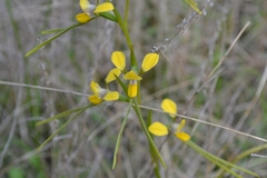 Diuris tricolor