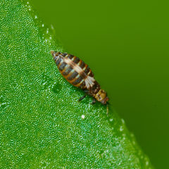 Panchaetothripidae