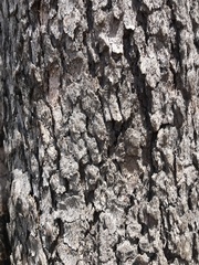Corymbia clarksoniana