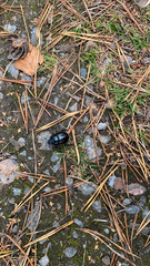 Anoplotrupes stercorosus