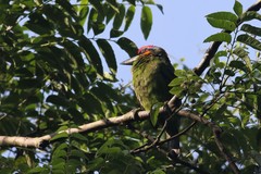 Psilopogon rafflesii