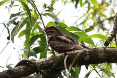 Caprimulgus jotaka