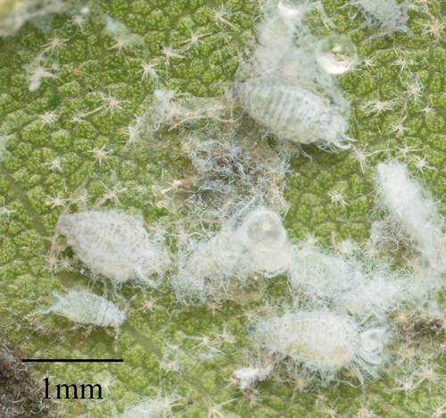 Californian Woolly Oak Aphid photo 2
