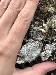 Pertusaria subobducens