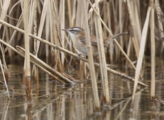 Acrocephalus melanopogon