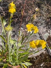Goodenia glomerata