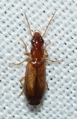 Paradromius linearis