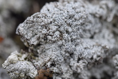 Pertusaria subobducens