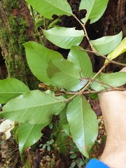 Nothofagus moorei