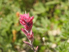 Smallflower Paintbrush (Castilleja parviflora)