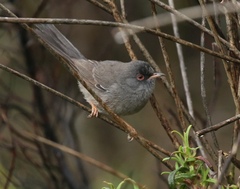 Curruca sarda