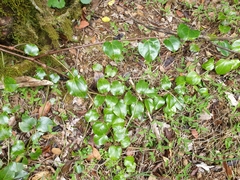 Streptothamnus moorei