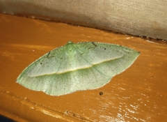 Aplochlora dentisignata