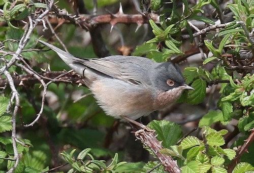 Moltoni's Warbler (Curruca subalpina) · iNaturalist