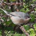 Moltoni's Warbler - Photo (c) Luca Boscain, some rights reserved (CC BY-NC), uploaded by Luca Boscain