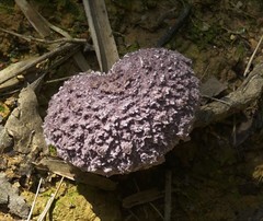 Coniolepiota spongodes