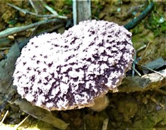 Coniolepiota spongodes