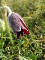 Pulsatilla rubra