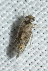 Myopsocus eatoni