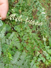 Ozothamnus rufescens