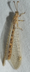 Distoleon annulatus