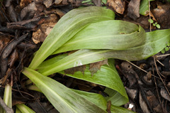 Lilium candidum