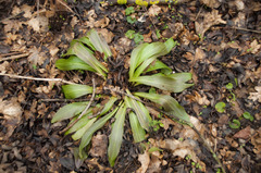 Lilium candidum