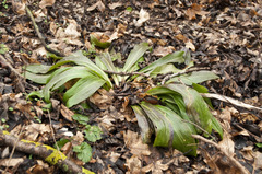 Lilium candidum