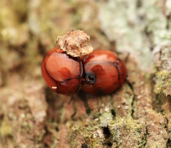 Derispia gibbosa