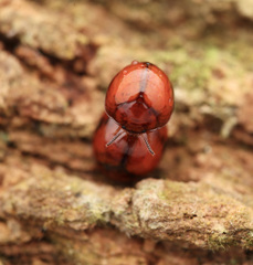 Derispia gibbosa