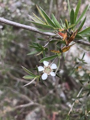 Leptospermum brachyandrum