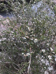 Leptospermum brachyandrum