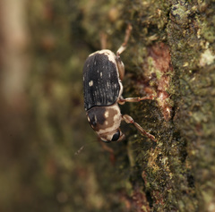 Xanthoderopygus didymus