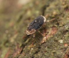 Xanthoderopygus didymus